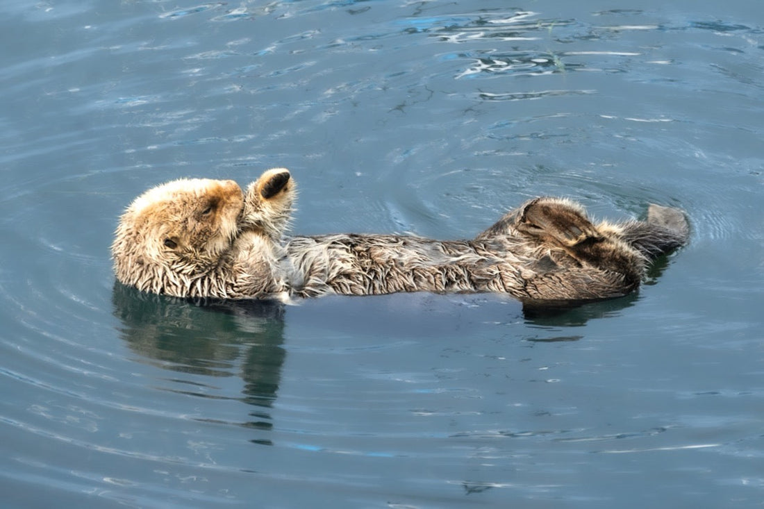 The Sea Otters of Morro Bay: Floating Icons of California’s Central Coast