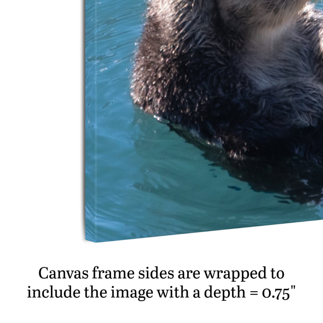 Canvas print of a sea otter in water with text about canvas frame depth.