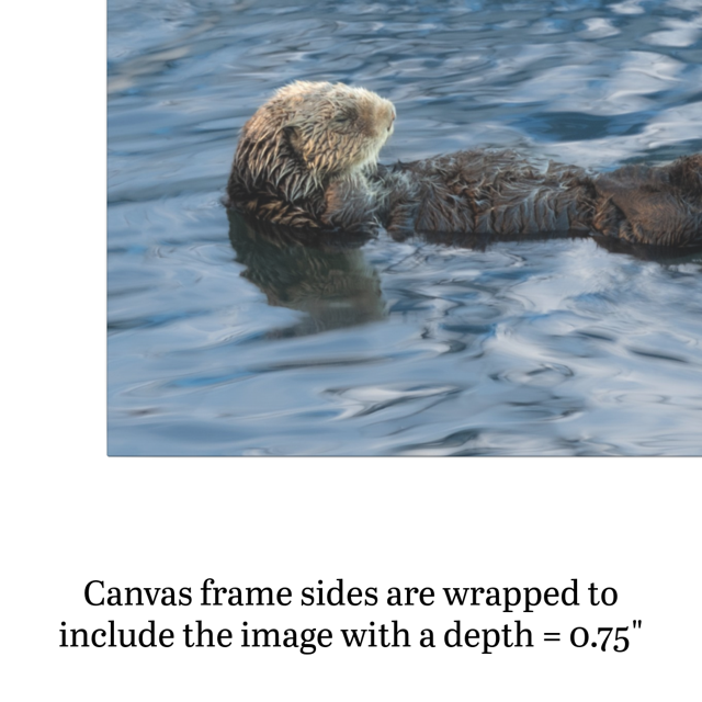 Otter swimming in water with text about canvas frame depth