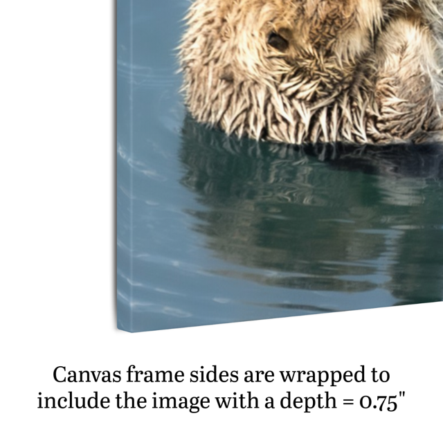 Canvas print of a sea otter emerging from water with text about canvas depth.