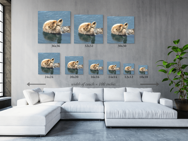 Various sized wall art prints of a sea otter displayed on a gray wall above a white sofa.