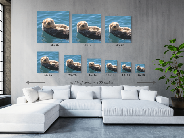 Canvas prints of a sea otter in water displayed in various sizes on a wall above a white sofa.