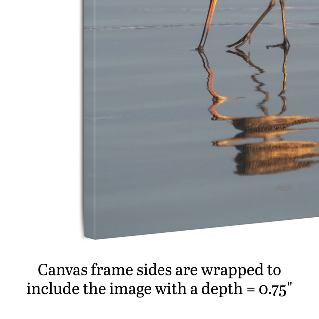 Side view of a canvas print of a long-billed curlew on the shoreline with text indicating frame depth.