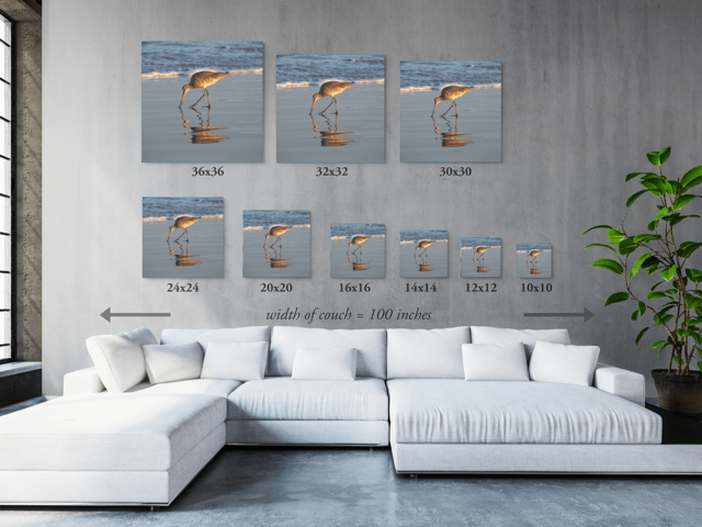 White sectional sofa in a room with canvas prints of a long-billed curlew on the shoreline in various sizes.