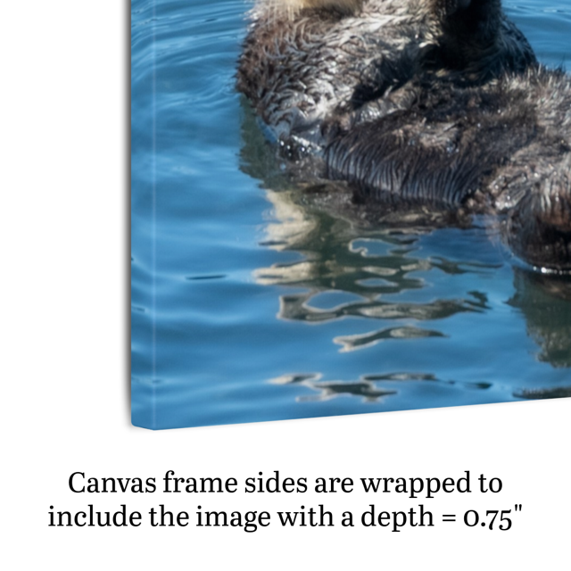 Canvas print of an otter swimming in water with text about canvas depth.