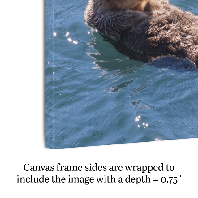Canvas print of an otter in water with text about canvas depth.